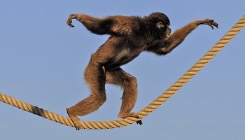 Energie update Blauwe Aap levenspad 26 september - 8 oktober 2022: Handvatten voor creëren vanuit de bron